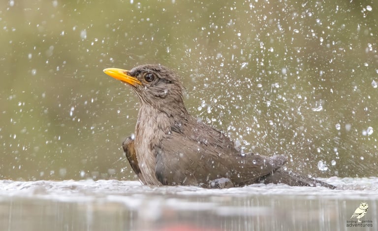 Common Bulbul bathing at Mandinari photo hide, The Gambia