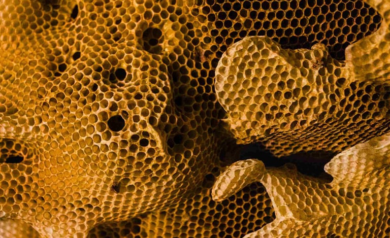 Bičių vaškas. Vaško nauda. Korys