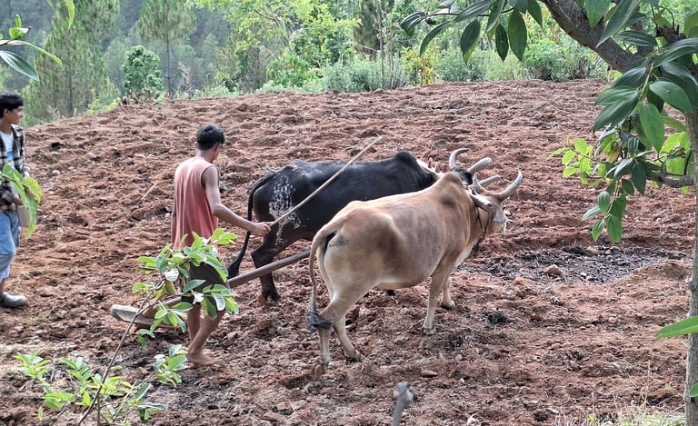 plowing work in the mountains