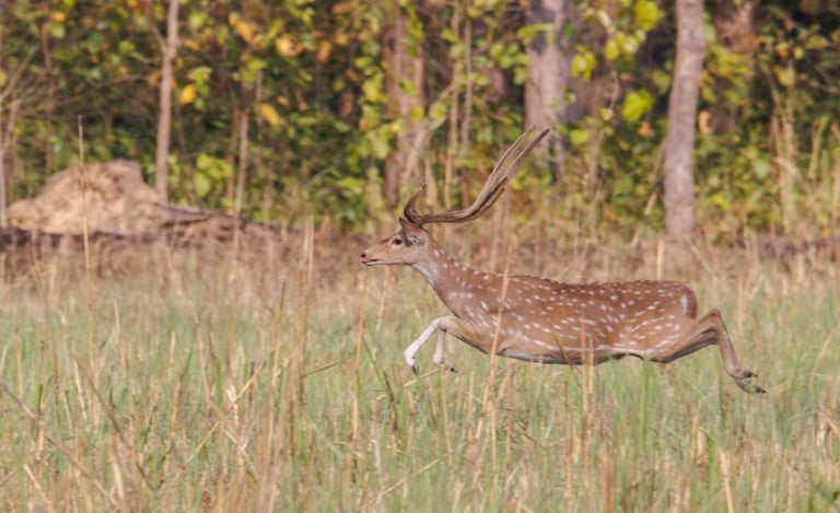 galloping deer in Bardia National Park