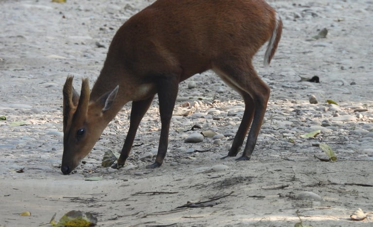 Barking deer in Bardia