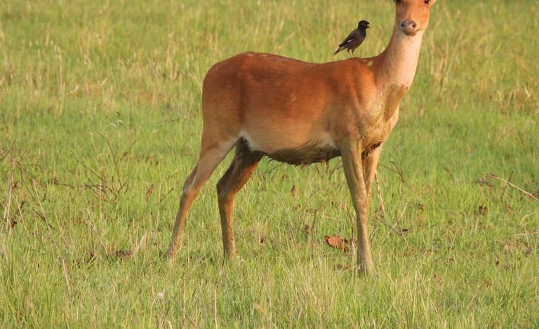 deer in Bardia National Park