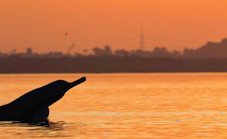 Ganges dolphin in the Mohana River