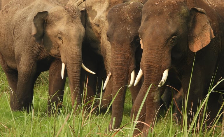 elephants in Bardiya national park