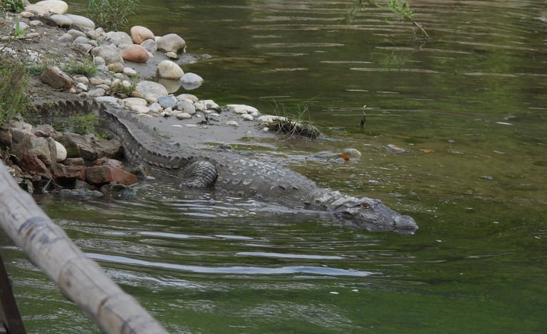 crocodile in Bardiya