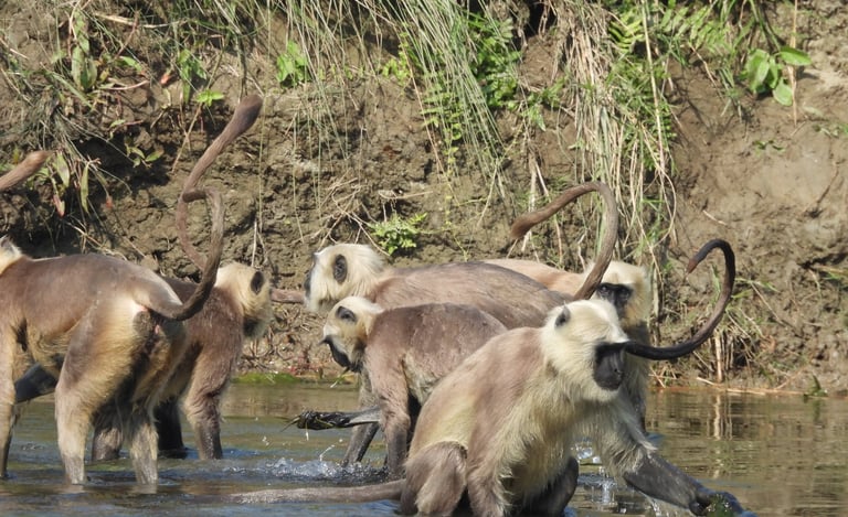 langurs fishing in Bardiya