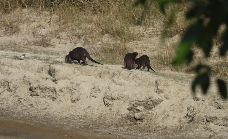 otters on a walk in Bardiya
