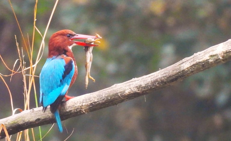 martin pêcheur dans le Parc National de Bardiya