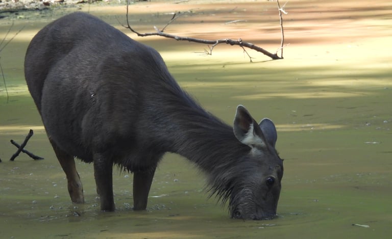 sambar deer in Bardiya