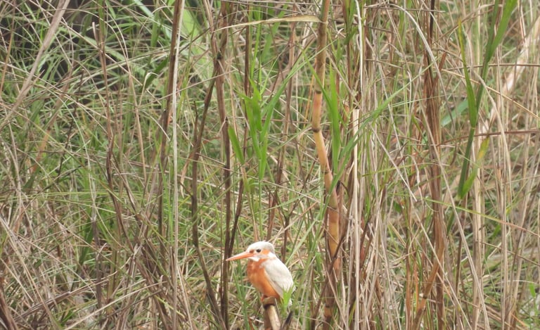 albinos kingfisher
