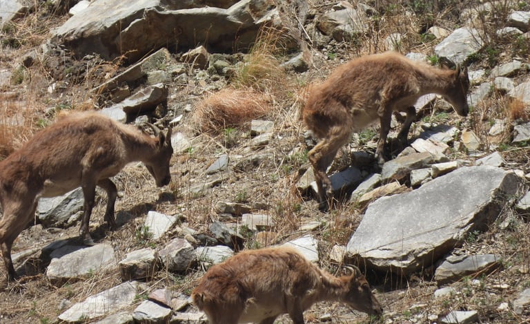 Gorals in Dolpo