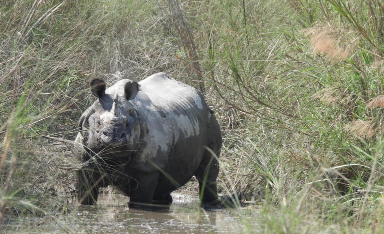 Rhino into the river in Bardiya