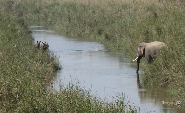 elephant and rhinos drinking in the bardiya park river