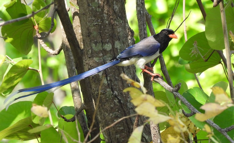 bird in the forest in Dailehk district