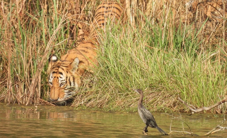 tiger drinking in the bardiya jungle