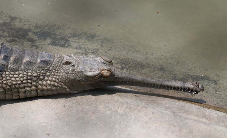 gharial of the Ganges near the Mohana River