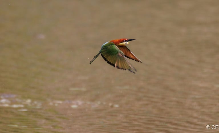 bee-eater in flight over Mohana river