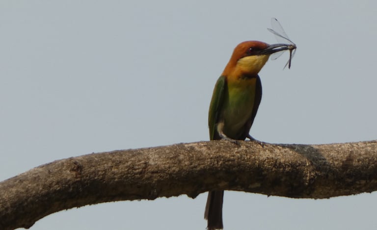 Oriental bee-eater