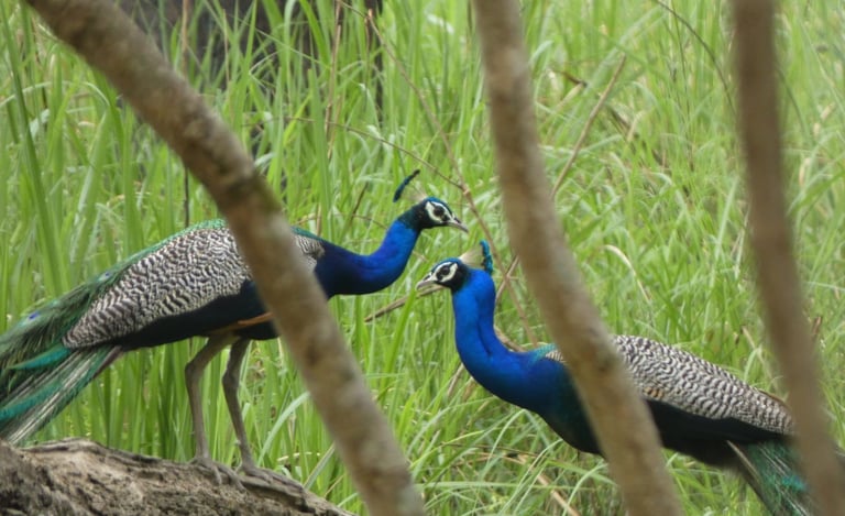 peacocks in Bardiya