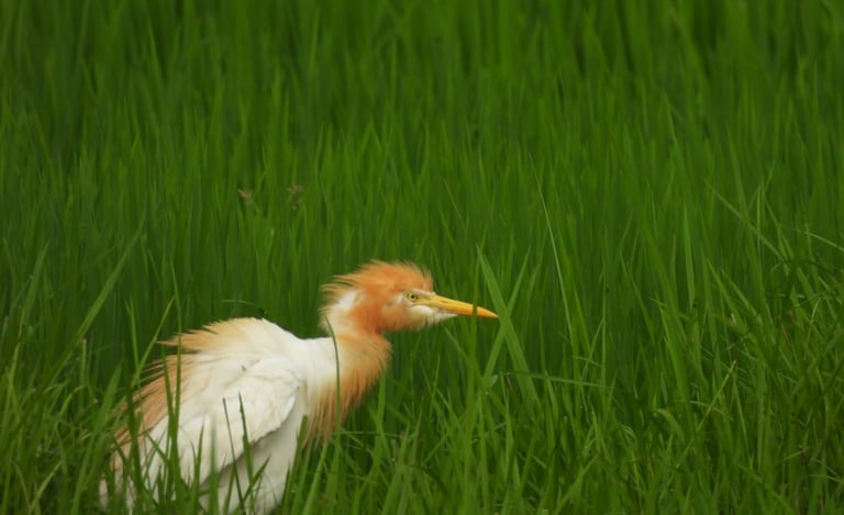 castern cattle egret near mohana river
