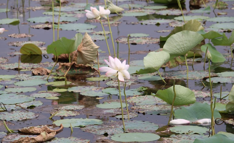nenuphar in Badalaiya lake