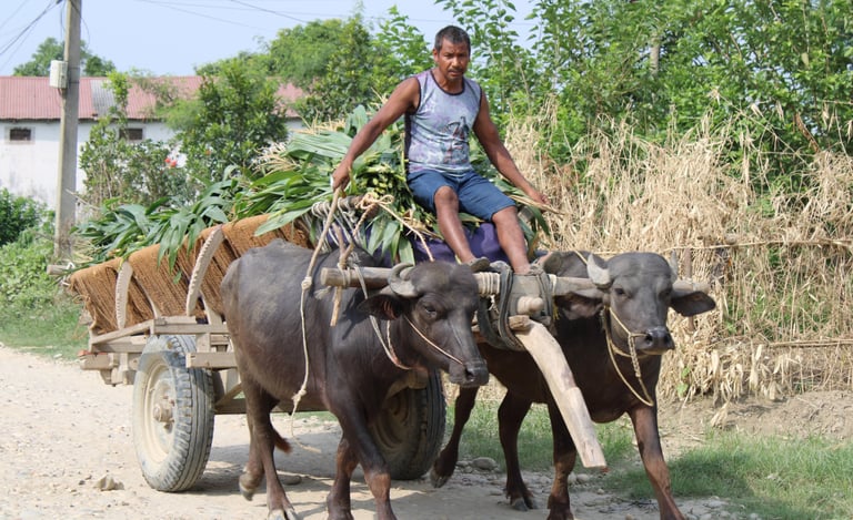charrue tirée par les boeufs à Bardia