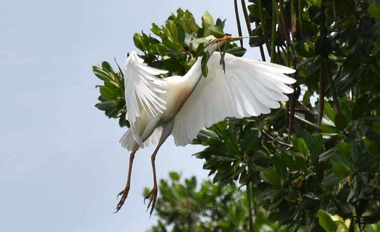 egret near mohana river