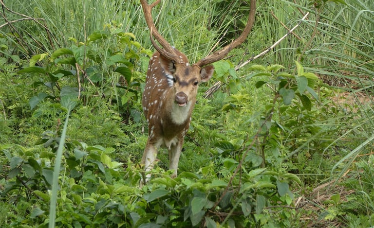 spotted deer in Bardiya