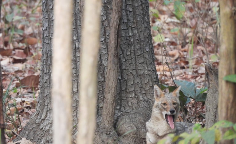 Jackal in Bardia National Park