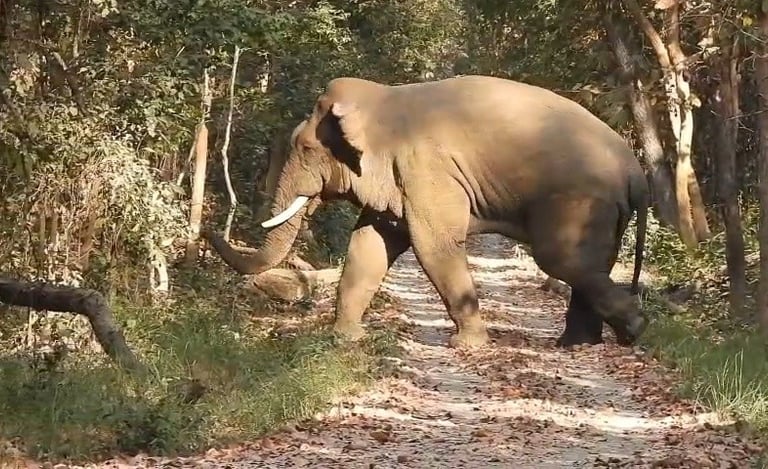 elephant crossing the track in Bardia National Park