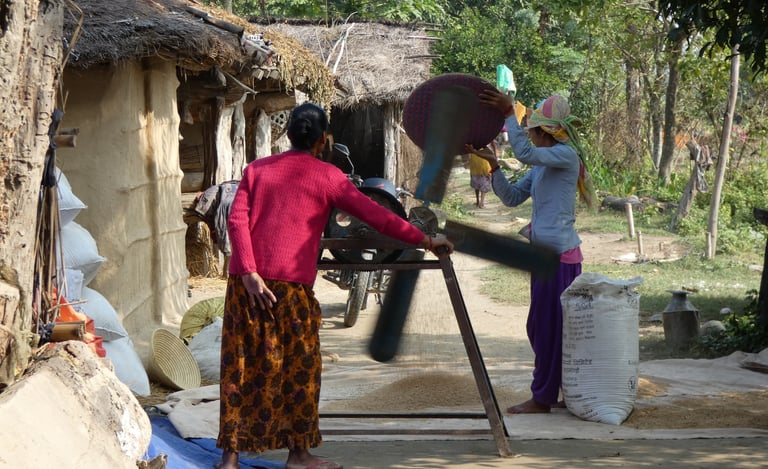 séparation au ventilateur des grains de riz à Thakudwara
