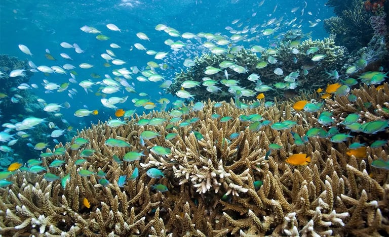 Menjangan Island