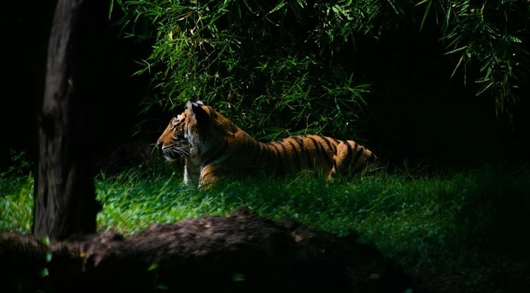 Bali Safari Night Safari