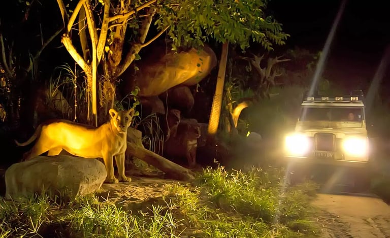 Bali Safari Night Safari