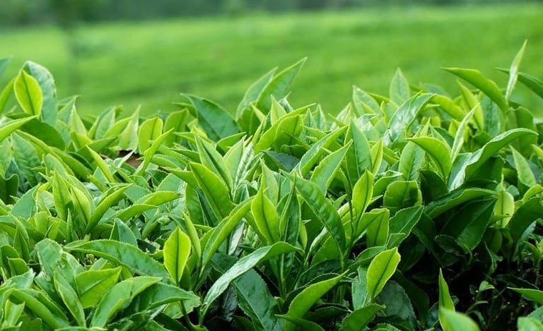camellia sinensis
