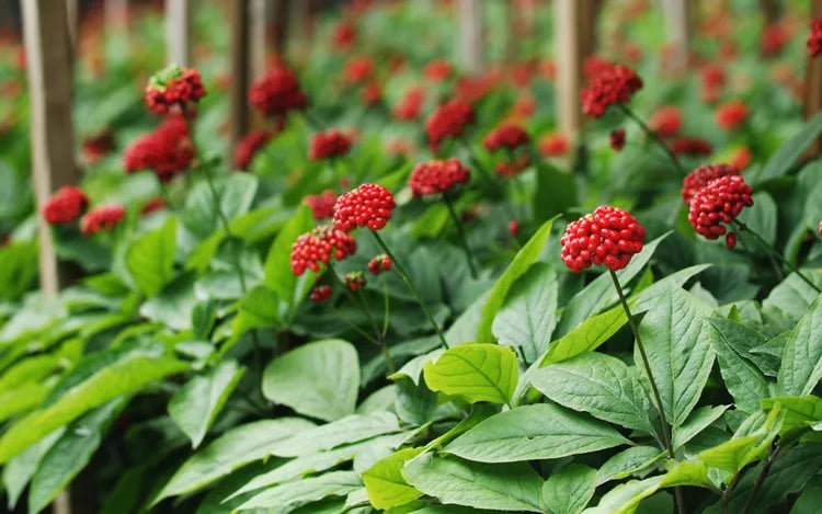 ginseng fruits