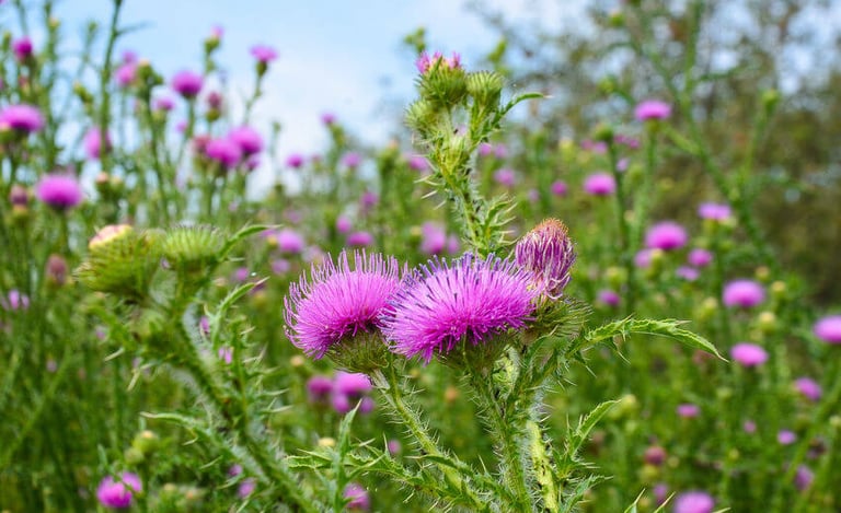 milk thistle farm