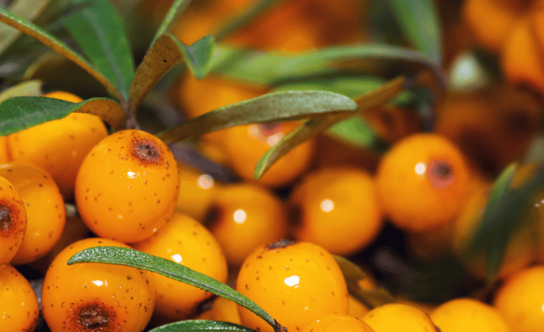 sea buckthorn