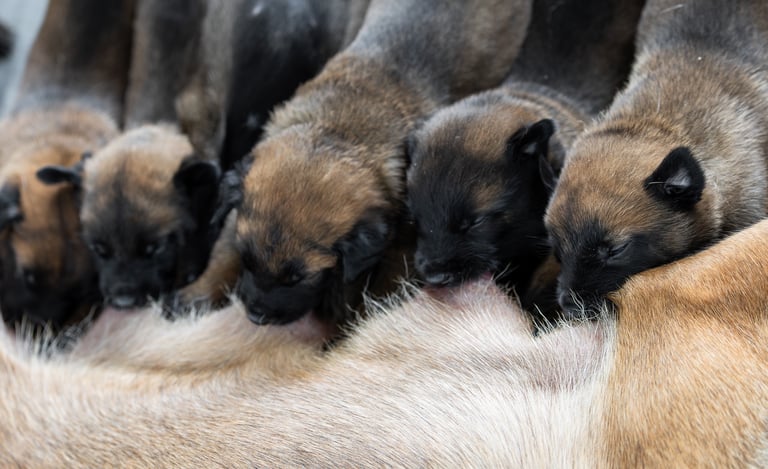 Belgian Malinois puppies for sale in Florida. Five males and three females available. July 11th 2026