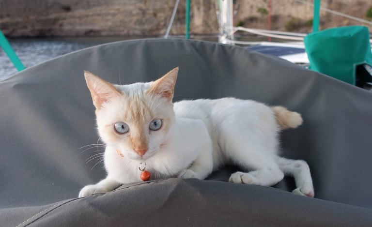 Pookie, la moussaillonne de Panterita et grande amatrice de poisson-lion