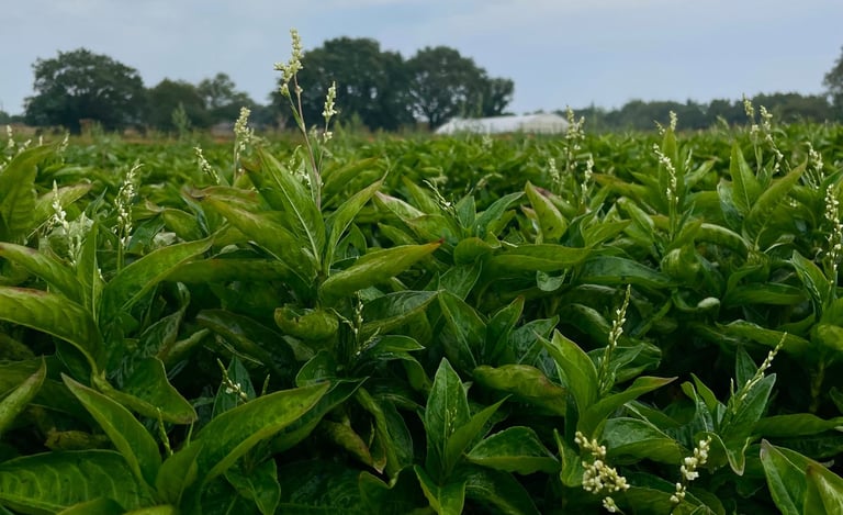 Champ persicaire indigo Bretagne Ker Liviou