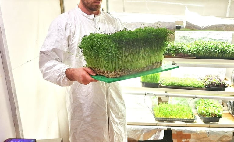 A worker in a white hazmat suit holding a large tray of fresh green microgreens in an indoor farm.