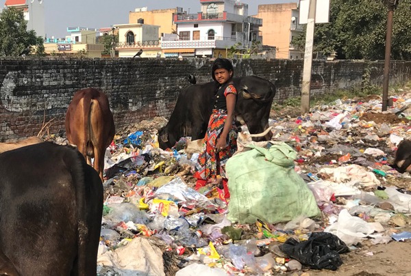 A young waste picker with a bag of recyclables on a wide roadside covered with rubbish. Three cows e