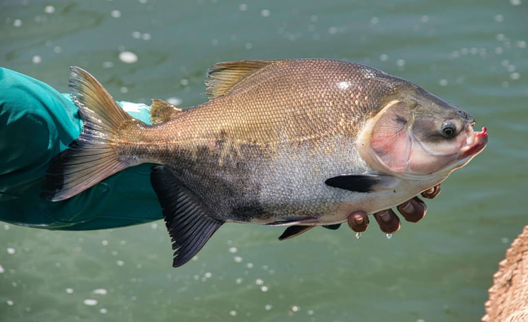 peixe tambaqui na mao de um pescador  agua verde cristal ao fundo.