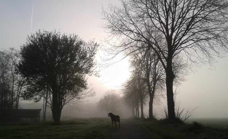 a dog standing in the middle of a field