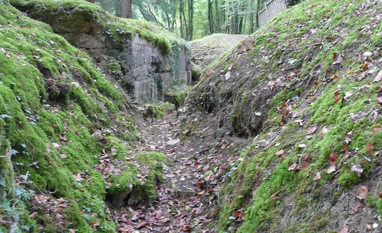 a narrow path with mossy green leaves