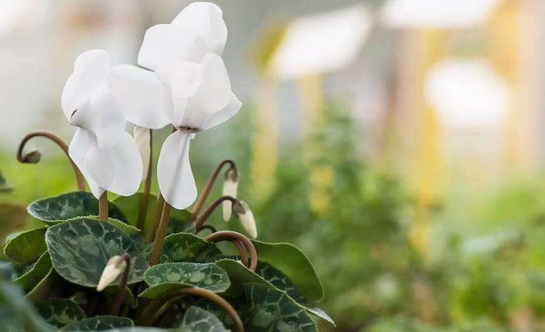 cyclamen persica blanco ideal para dar color en invierno