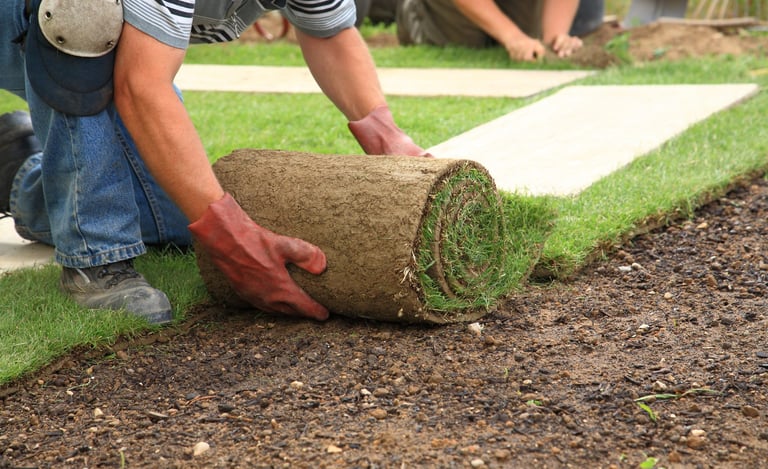 freshly laying sod 