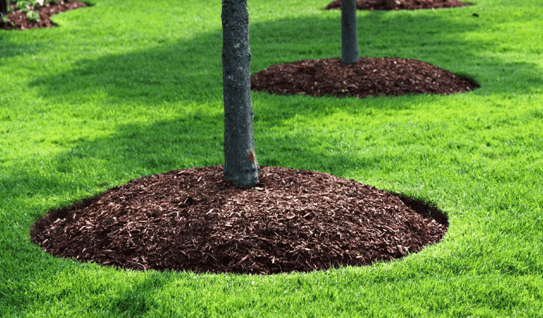 new mulch instalment in tree bed 