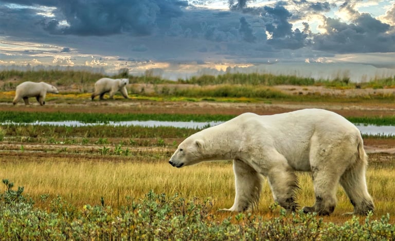 Three wild polar bears walking across the Arctic tundra landscape under a dramatic cloudy sky.